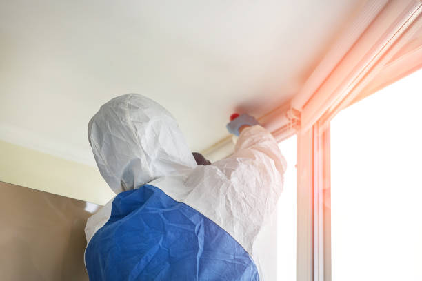 Best Attic Mold Removal in Bethany, WV